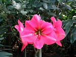 Dutch Hybrid Amaryllis