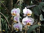 Orchids