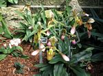 Orchids