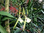 Orchids