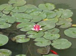 Lotus flower