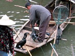 Fishing birds