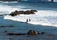 Elephant Seals