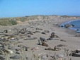 Elephant Seals